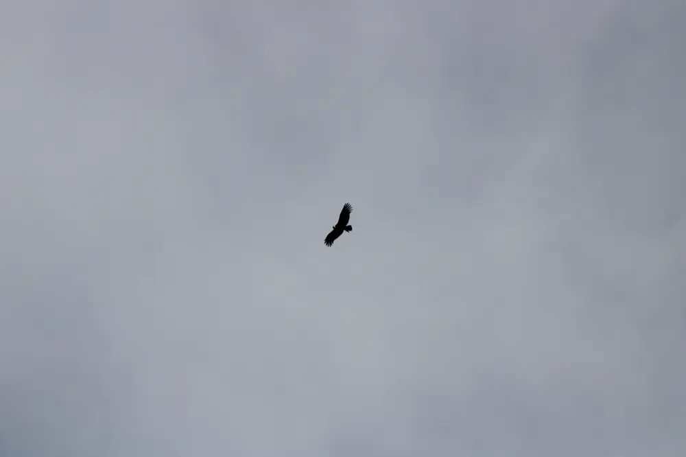 Cóndor andino en pleno vuelo sobre Surire