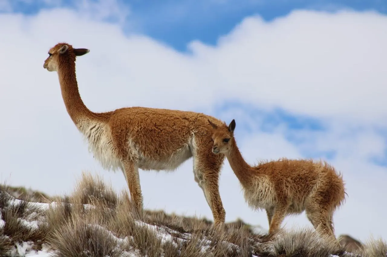 Vicuña con su cría sobre la nieve, con el cielo azul de fondo