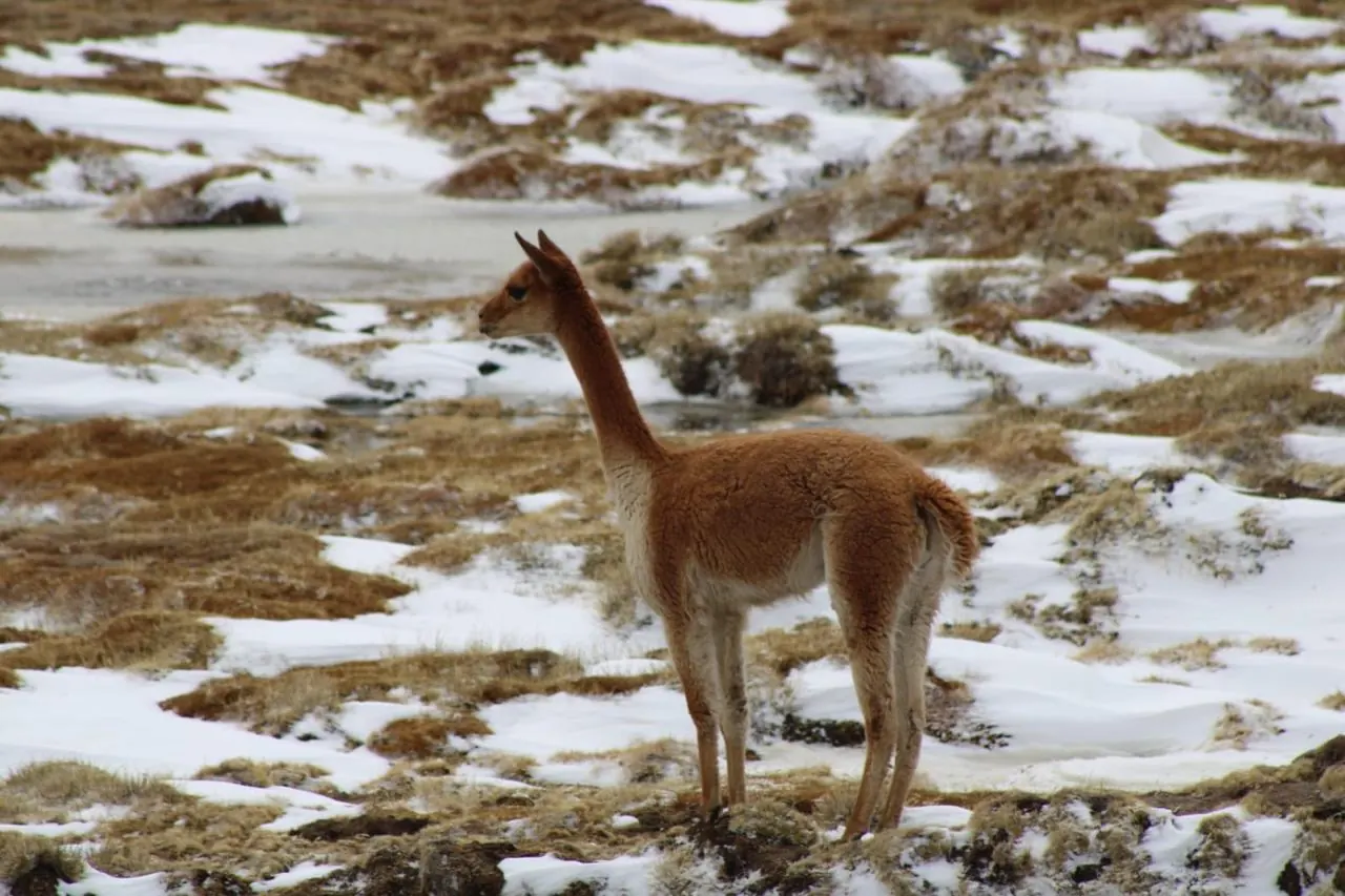 Vicuña de perfil en una ladera nevada