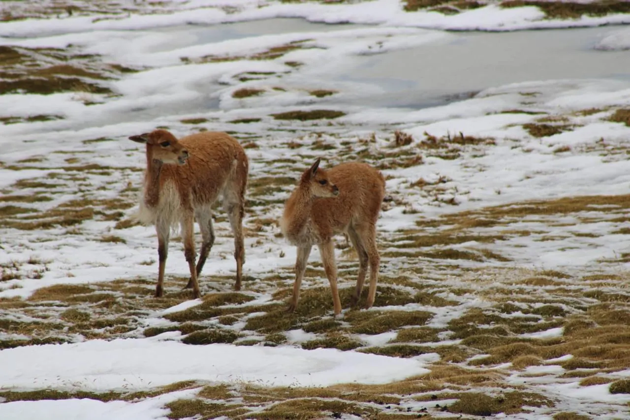 Vicuñas caminando sobre el altiplano nevado