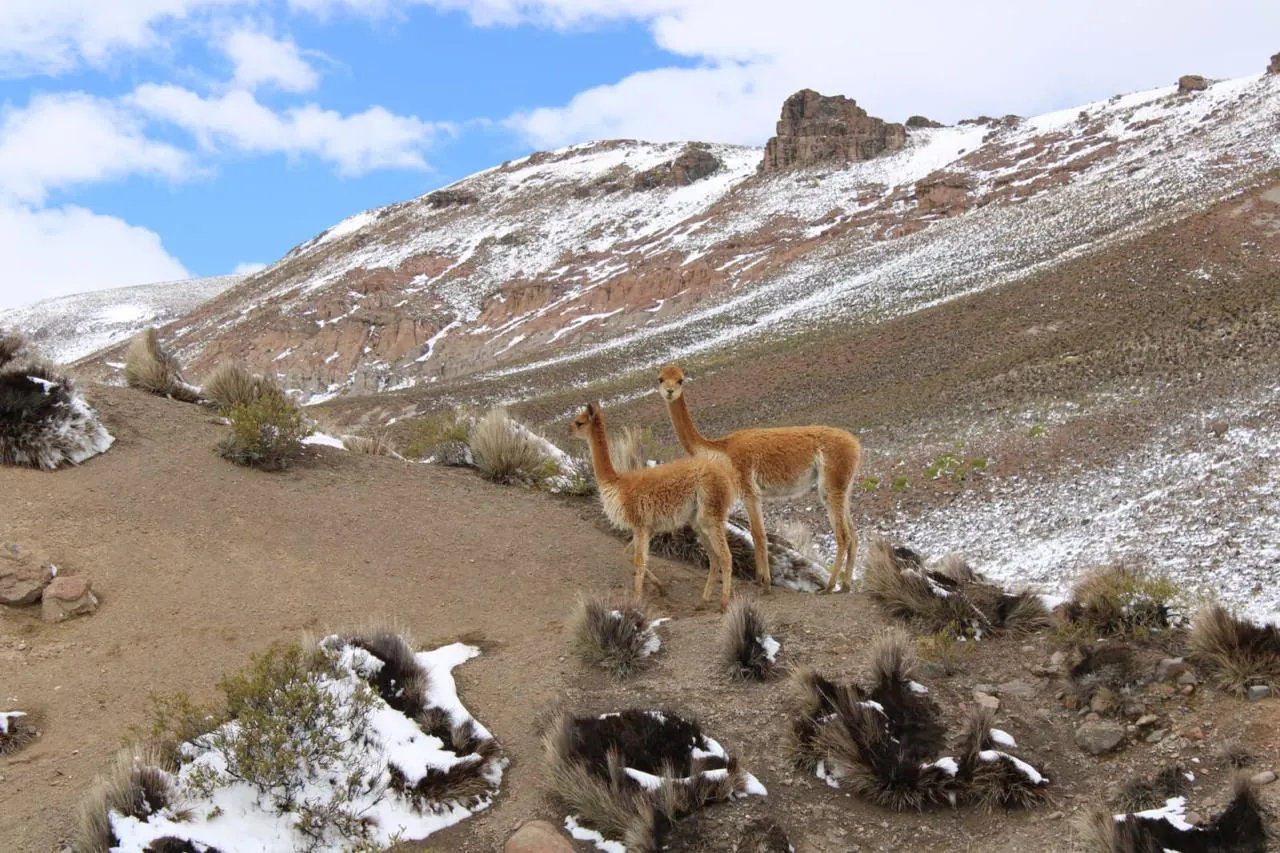 Vicuñas en la ladera nevada del altiplano