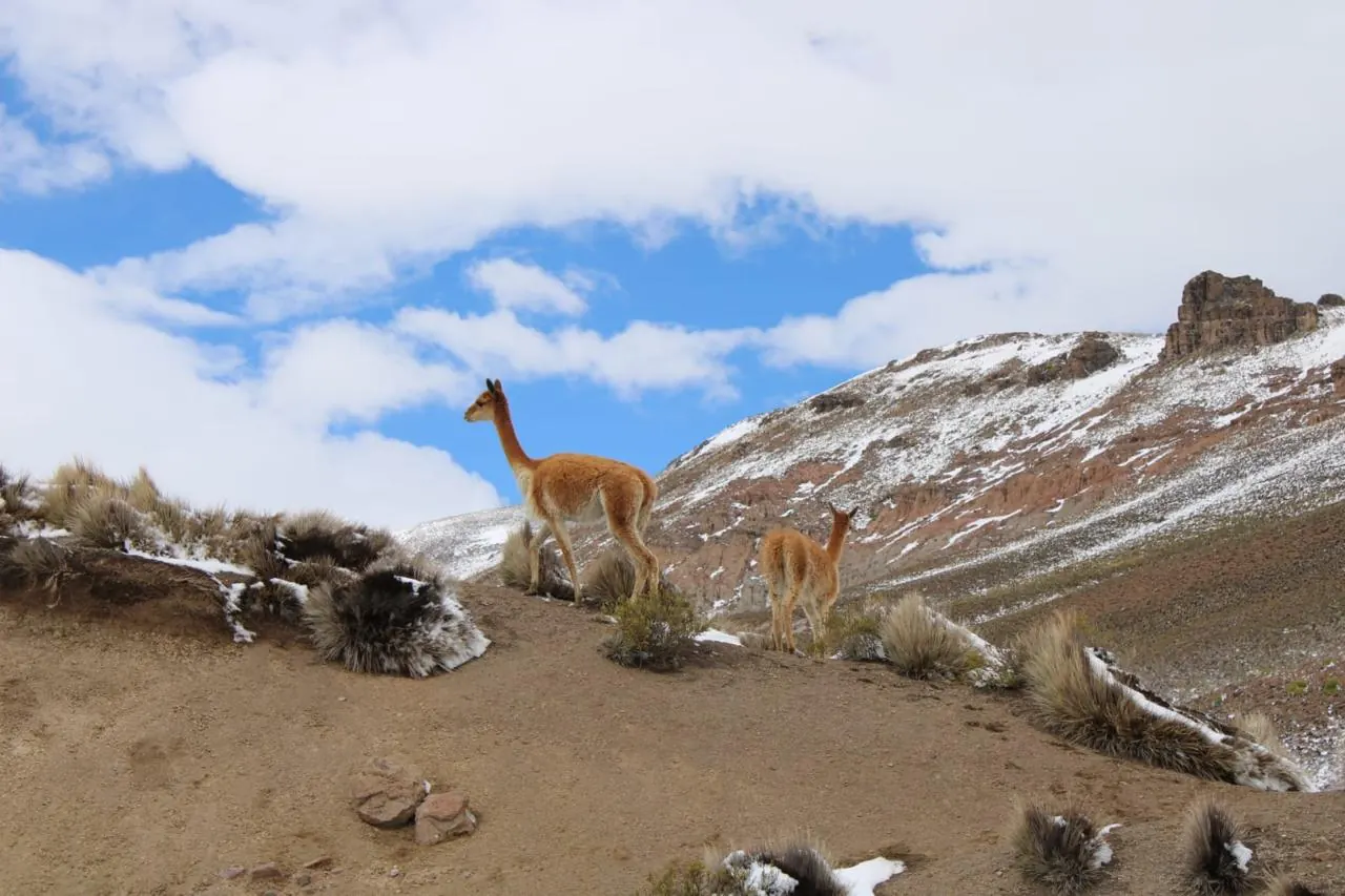 Vicuñas en una ladera nevada bajo cielo azul