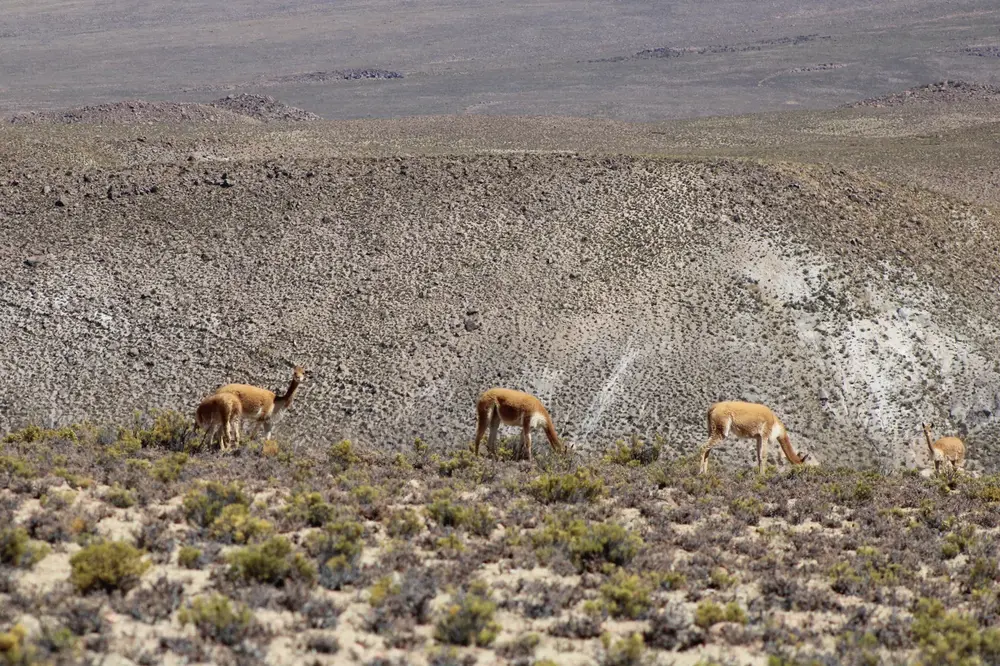 Vicuñas en la ladera de Suriplaza