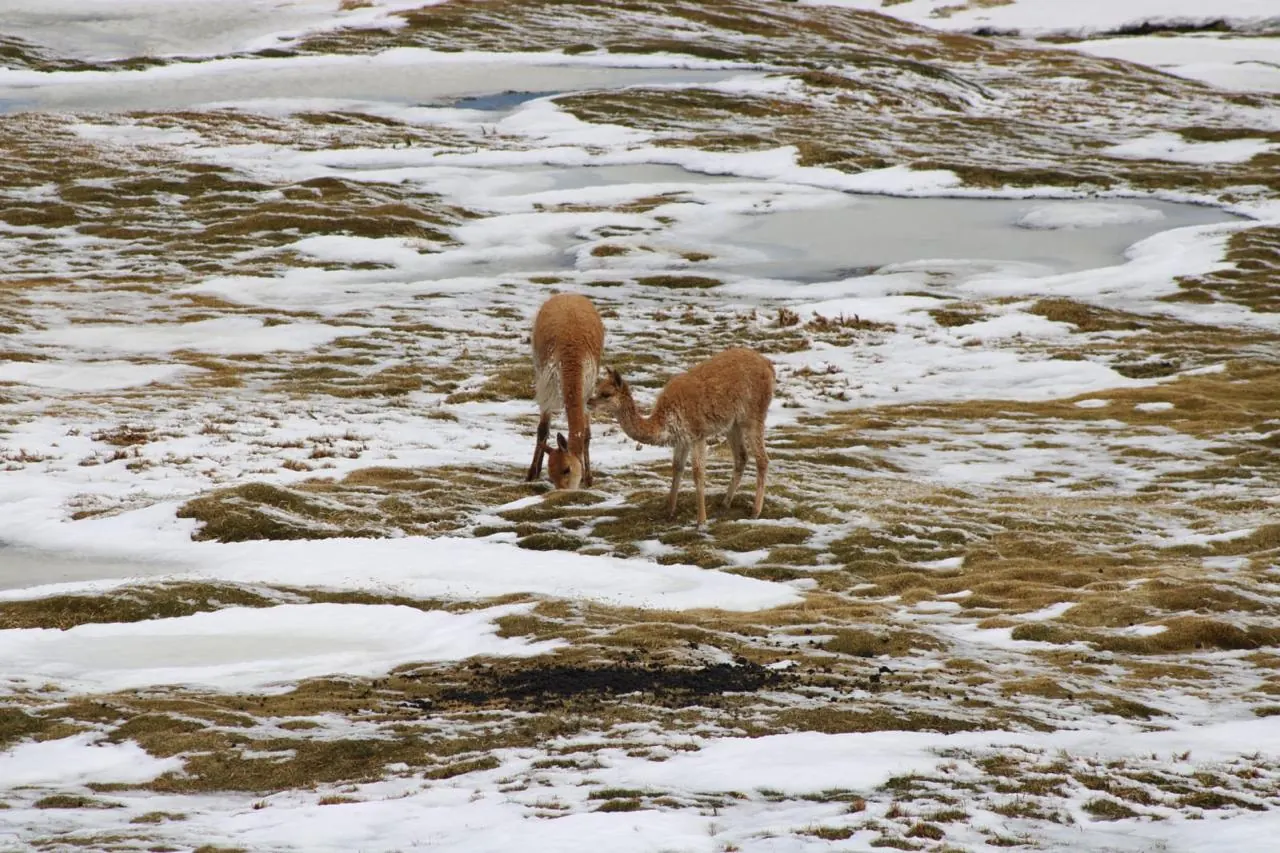 Vicuñas pastando entre parches de nieve en el altiplano
