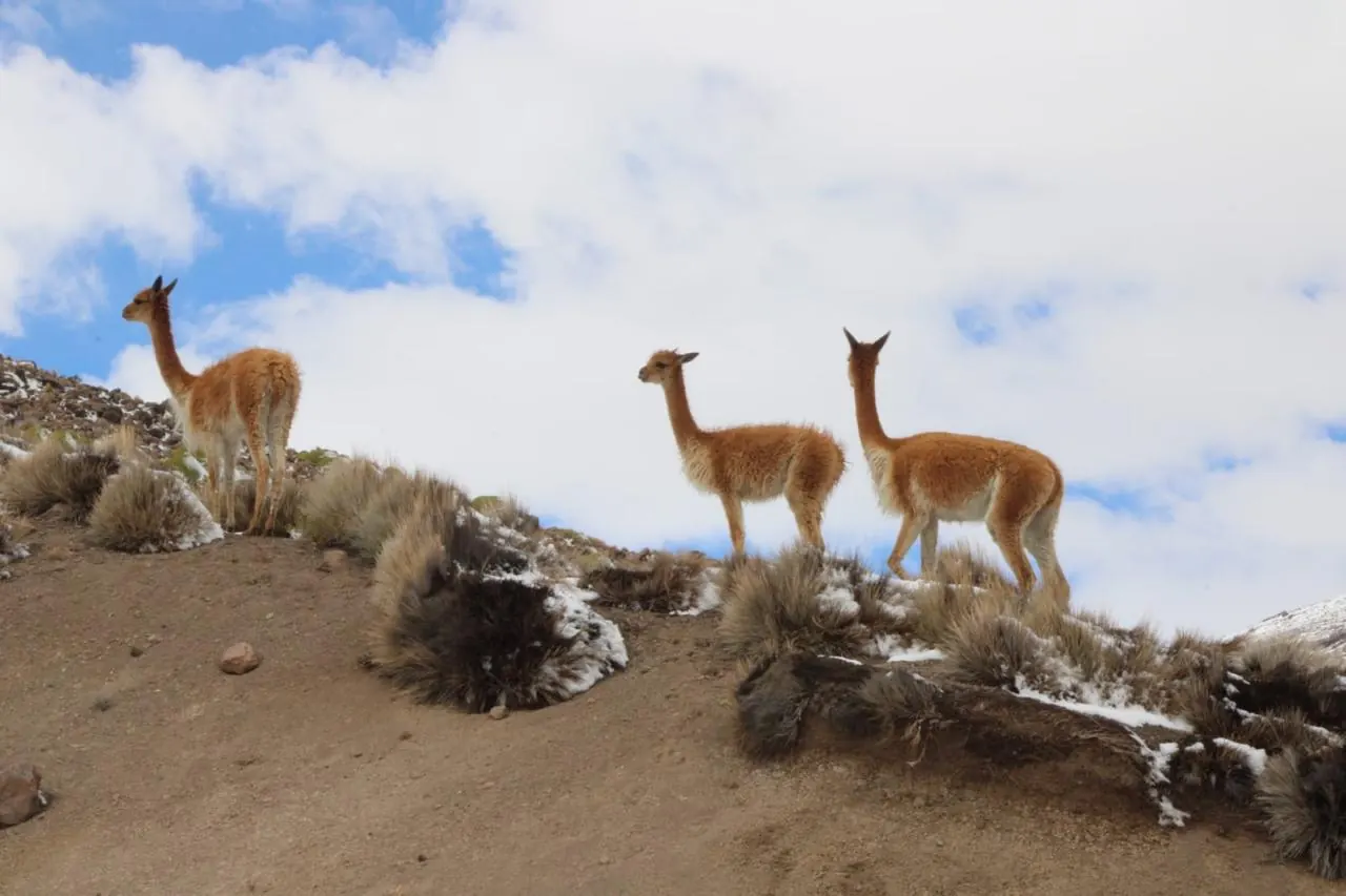 Tres vicuñas en la cresta de un cerro nevado